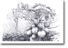 A2 Drawing - Backyard Fruit