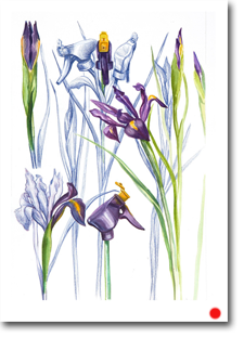 A2 Drawing - Folio of Useful plants