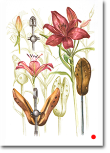 A2 Drawing "Folio of Useful Plants 1"