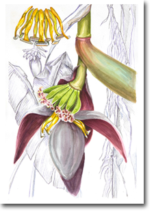 A2 Drawing - Folio of Useful Plants 4