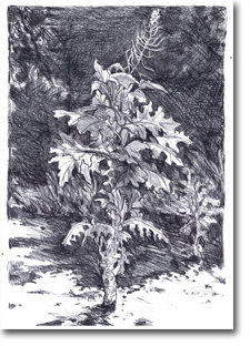 A2 Drawing - Gone to Seed