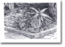 A2 Drawing - Neglected Corner