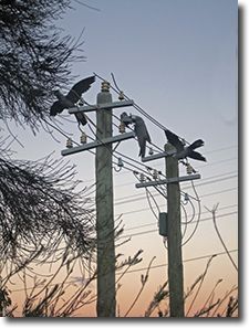 Roe Highway Stage 6 Public Art